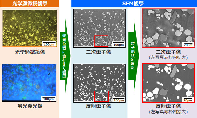 光学顕微鏡観察・SEM観察