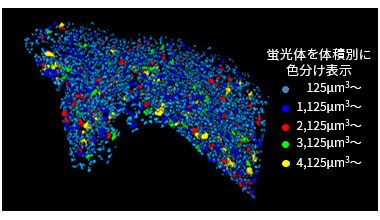 X線CT　蛍光体　3次元分布像