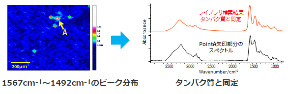 タンパク質と同定